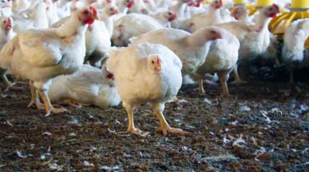 poultry farms